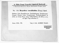 Hericium coralloides image